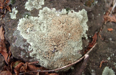 Mauerflechte (Lecanora saxicola) - © Emanuel Trummer Mauerflechte (Lecanora saxicola) - © Emanuel Trummer